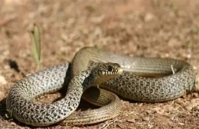 Το παιδί βρισκόταν με την οικογένειά του στην Αλόννησο όταν συνέβη.