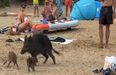Όλο και συχνότερες οι εμφανίσεις αγριογούρουνων στις παραλίες.