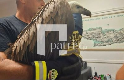 Ο γυπαετός δεν έλεγε να εγκαταλείψει το αεροσκάφος και χρειάστηκε η επέμβαση των πυροσβεστών.