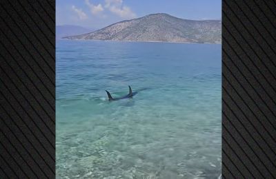 Ελλάδα: Τεράστιο ψάρι εμφανίστηκε στα ρηχά (ΒΙΝΤΕΟ)