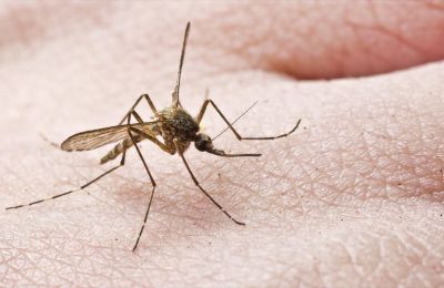 Ιός Δυτκού Νείλου: Συστηματική επιτήρηση των κουνουπιών στην Κύπρο