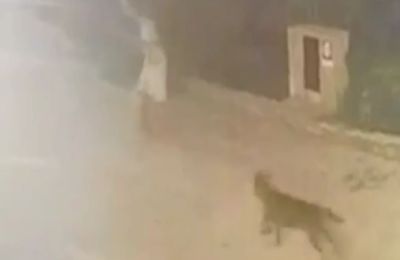Αρκετές παρόμοιες επιθέσεις φέρεται να έχουν σημειωθεί τις τελευταίες εβδομάδες στην περιοχή της Απουλίας, στη νότια Ιταλία.