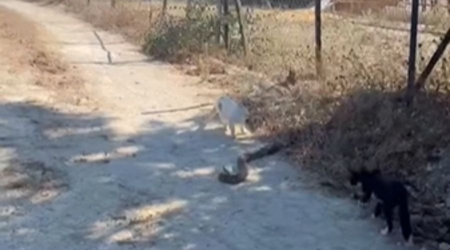Viral το βίντεο με μια  μεγάλη φίνα σε χωματόδρομο σε περιοχή στο Πισσούρι