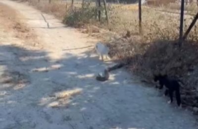 Viral το βίντεο με μια  μεγάλη φίνα σε χωματόδρομο σε περιοχή στο Πισσούρι