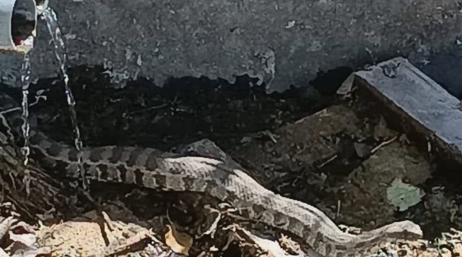 Ο κίνδυνος παραμονεύει: Φίνα έστησε καρτέρι σε δεξαμενή