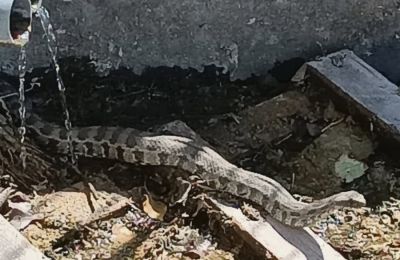 Ο κίνδυνος παραμονεύει: Φίνα έστησε καρτέρι σε δεξαμενή