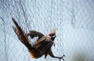 Ο Περιφερειακός Αστυνομικός Σταθμός Κοφίνου συνεχίζει τις εξετάσεις.