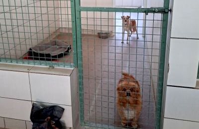 Το ξενοδοχείο Mount Olympus Kennel φιλοξενεί σκυλιά όλων των μεγεθών στο Γέρι.