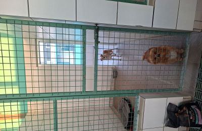 Το ξενοδοχείο Mount Olympus Kennel φιλοξενεί σκυλιά όλων των μεγεθών στο Γέρι.