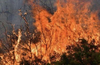 Βρίσκονται υπό διερεύνηση τα αίτια της φωτιάς.