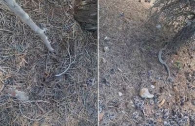 Κι όμως στην πρώτη φωτογραφία υπάρχει φίνα...