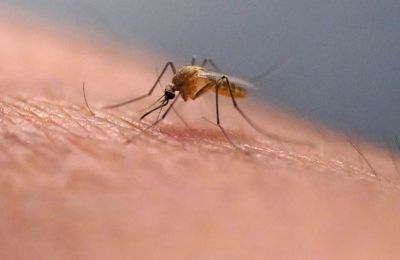 Στα 14 τα περιστατικά λοίμωξης από ιό του Δυτικού Νείλου