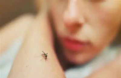 Η καταπολέμηση των κουνουπιών αποτελεί ζήτημα δημόσιας υγείας, υγιεινής και ποιότητας ζωής.