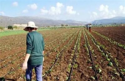 Αυτή τη στιγμή βρίσκονται σε εξέλιξη διαπραγματεύσεις με τους γεωργούς και τον κατοχικό στρατό.