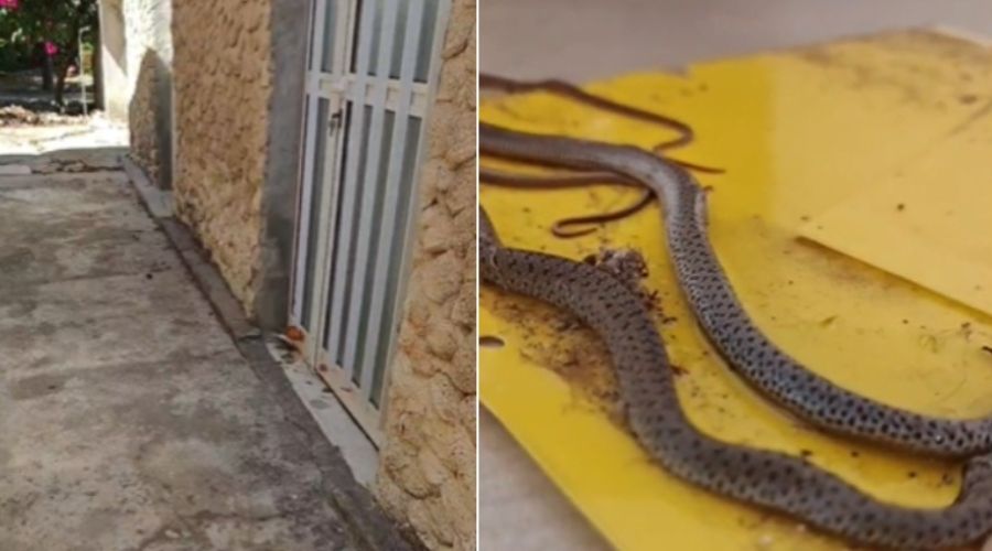 Φιδάκια έφυγαν από τη φωλιά τους και βρήκαν καταφύγιο σε αποθήκη