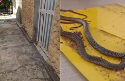 Φιδάκια έφυγαν από τη φωλιά τους και βρήκαν καταφύγιο σε αποθήκη