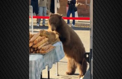 Η αστυνομία του Άσπεν απομάκρυνε την αρκούδα.