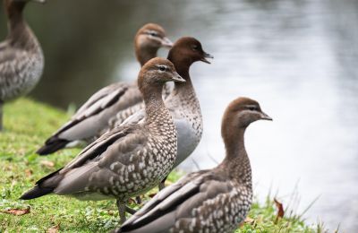 H5N1: Νέο νεκρό πτηνό στην Αθαλάσσα 