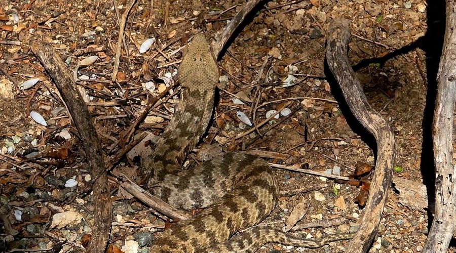 Πάνω από μια πραγματικά τεράστια φίνα έγραψαν πως πέρασαν πεζοπόροι, κατά τη διάρκεια εξόρμησής τους