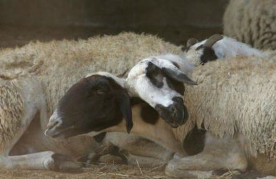 Προσβλήθηκαν 46 αιγοπρόβατα από καταρροϊκό πυρετό, κατέληξαν τα 10
