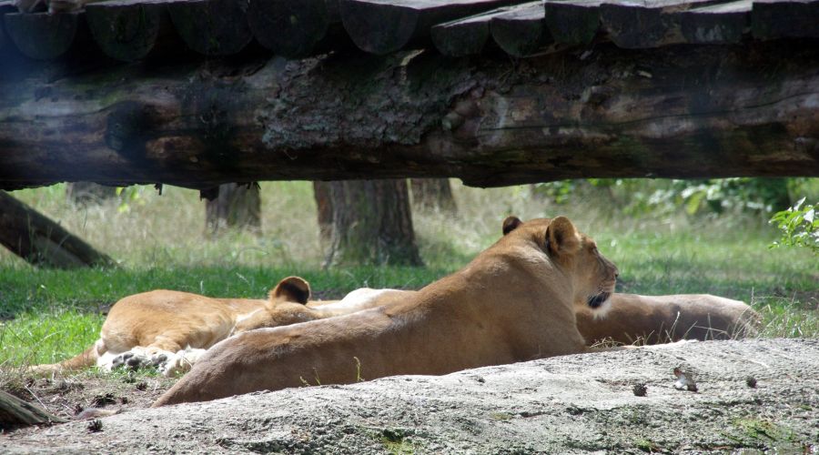 Melios Zoo: Τι καθυστερεί την κατεδάφιση 
