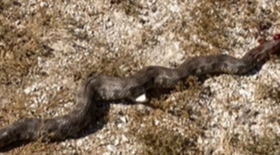 Τεράστια φίνα πέρασε από δίπλα του - Τι ζητήθηκε από τους κυνηγούς
