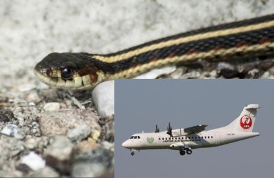 Φίδι κρυβόταν κάτω από το χαλί αεροπλάνου 