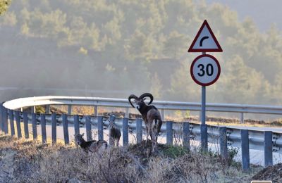 Ασφαλείς διαδρομές για αγρινά στο Κρατικό Δάσος Πάφου (ΒΙΝΤΕΟ- ΦΩΤΟ)