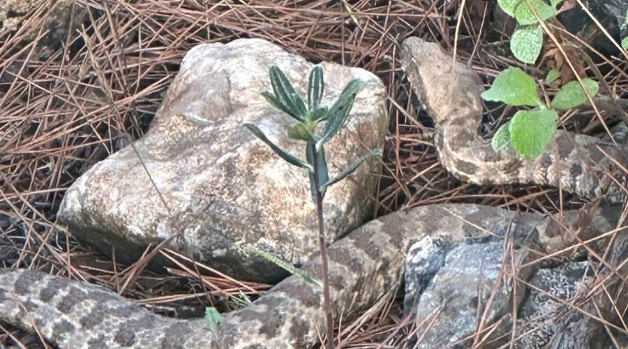 Πήγαν για μανιτάρια και τους προέκυψαν φίνες (ΒΙΝΤΕΟ)