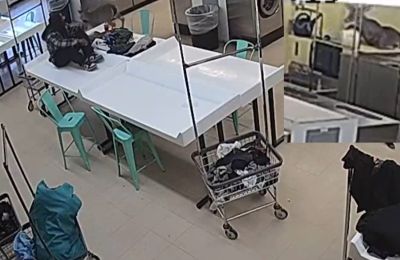 Ελάφι μπούκαρε σε πλυντήριο ρούχων 